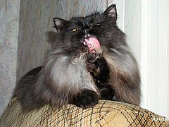 Gatti (57)